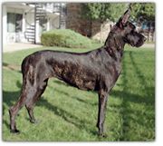 onyx brindle great dane