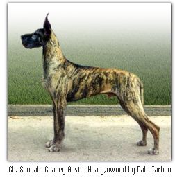 onyx brindle great dane