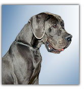 Blue Great Dane