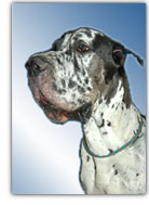 Harlequin Great Dane