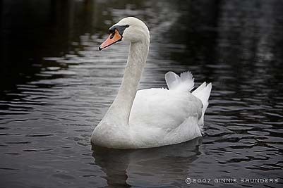 Charlotte, our Mute swan
